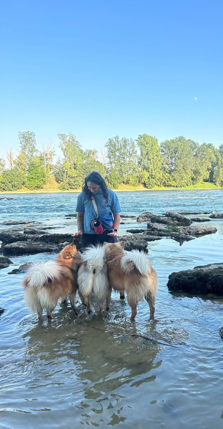 Plusieurs chiens dans une rivière
